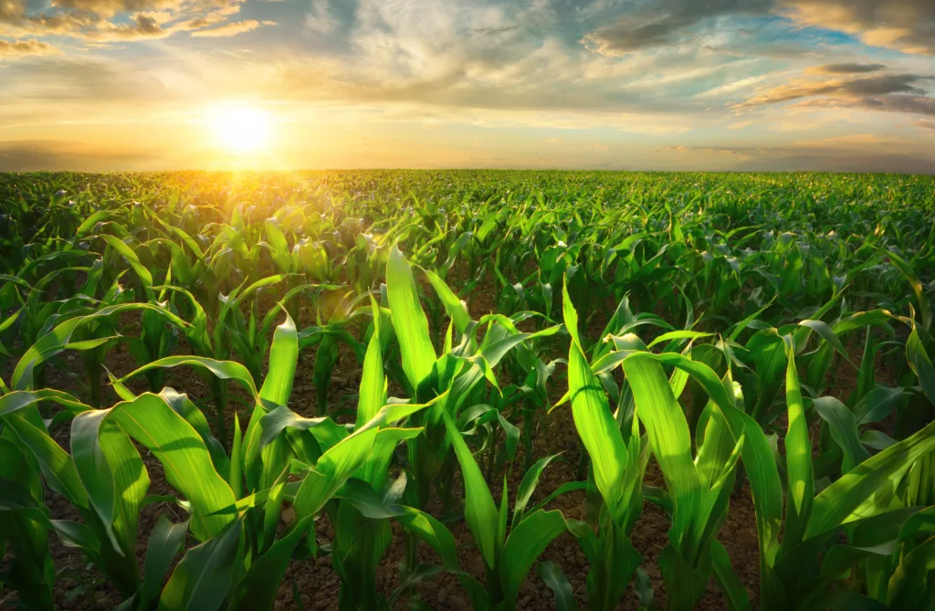 Advancing Productivity In The Agricultural Industry