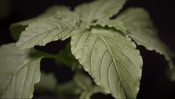 Product testing on pigweed inside AU’s laboratory spray chamber; captured by highspeed camera