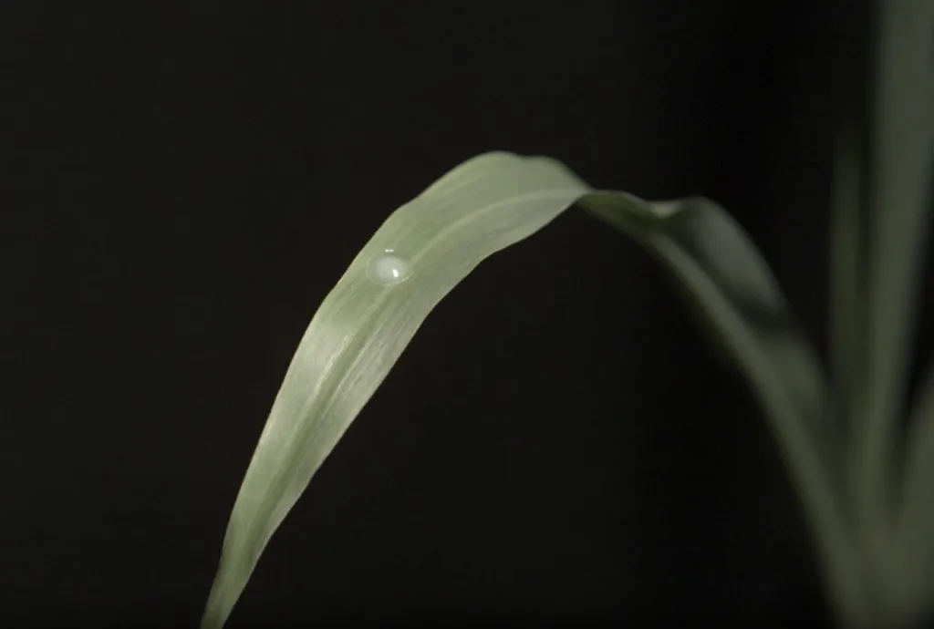 Methylated Seed Oils